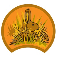hare-orange