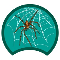 spider-green